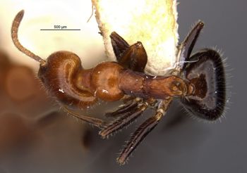 Media type: image;   Entomology 21249 Aspect: habitus dorsal view